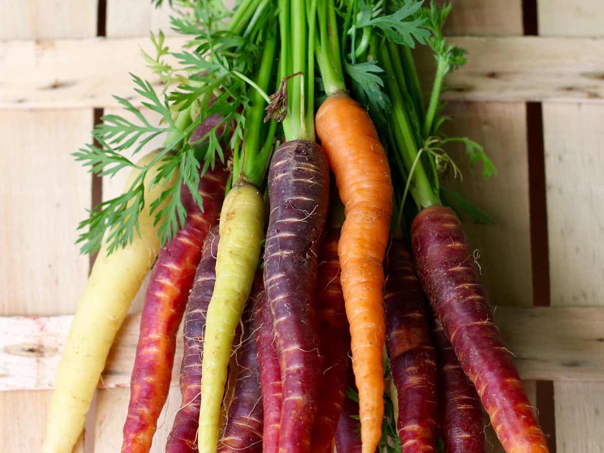 Rainbow Carrots