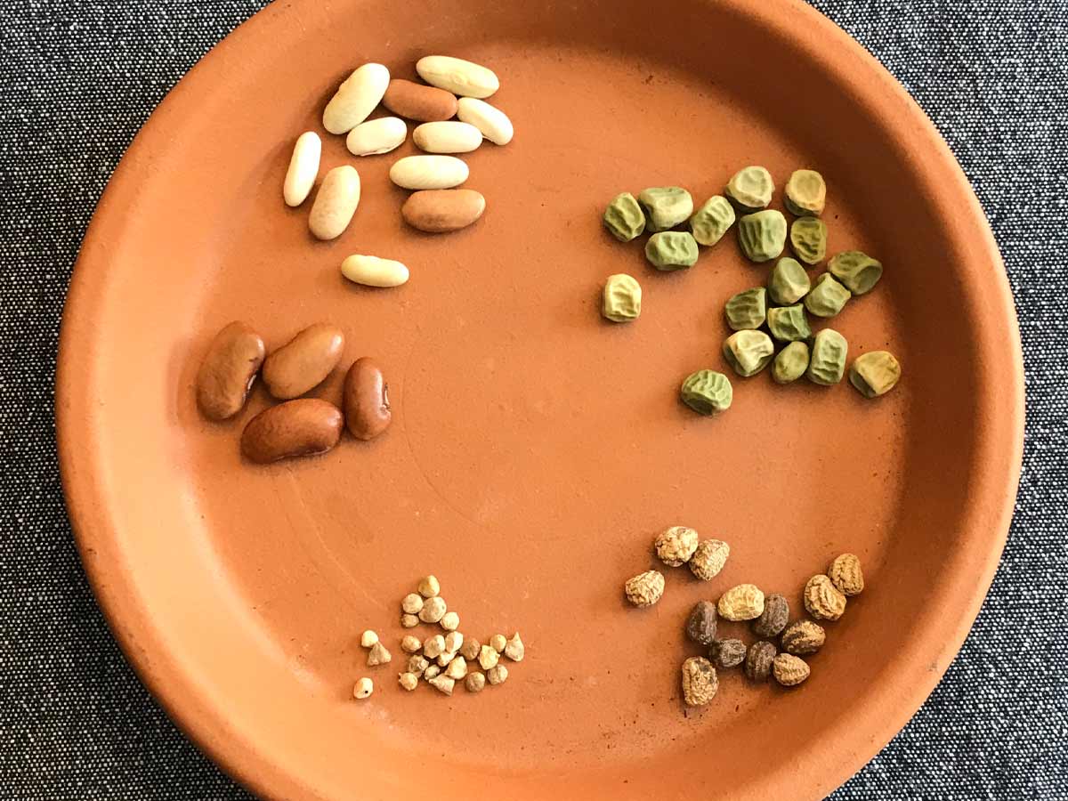 Beans, peas, nasturtiums and spinach seeds