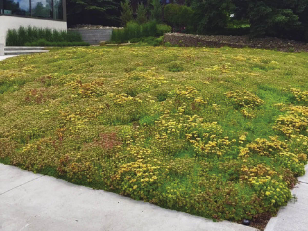 Sedum Groundcovers