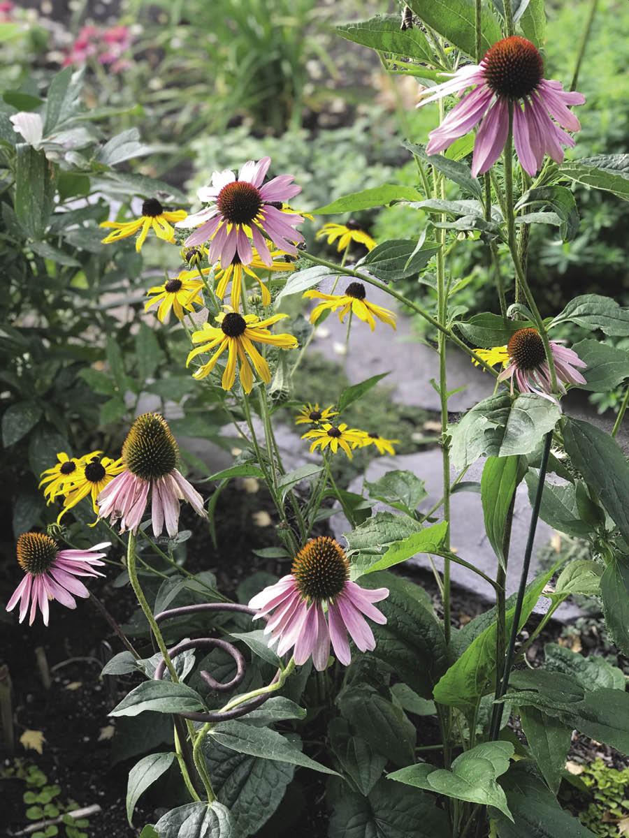 Purple Coneflowers