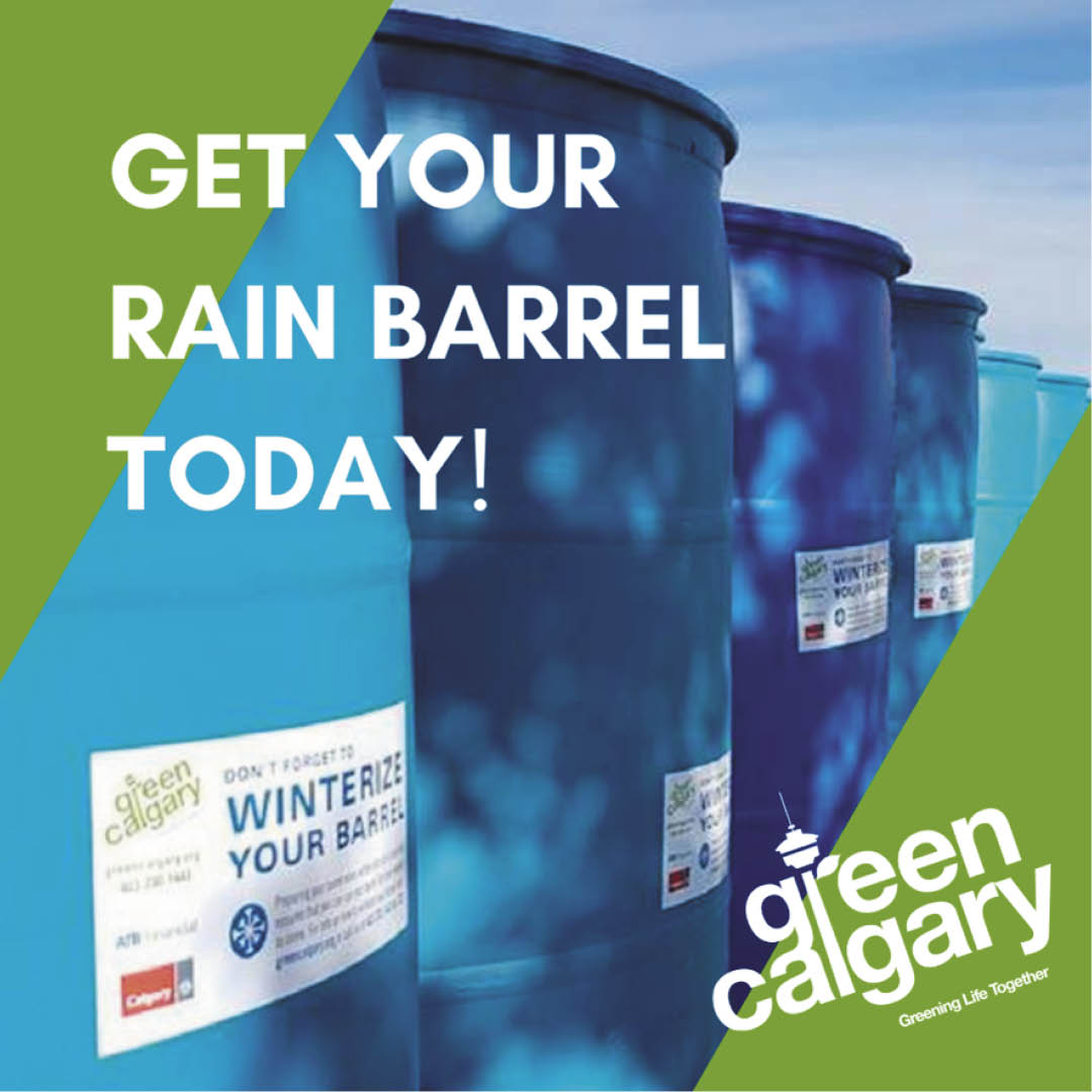 Rain Barrels