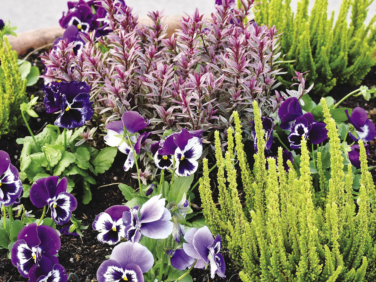 A planter created with a pleasing combination of purple, yellow and pink