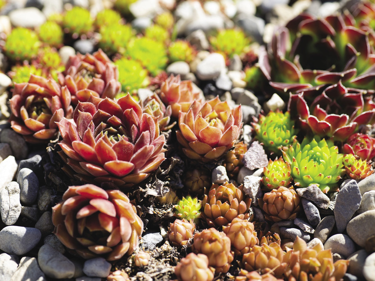 Hens and chicks (Sempervivum)