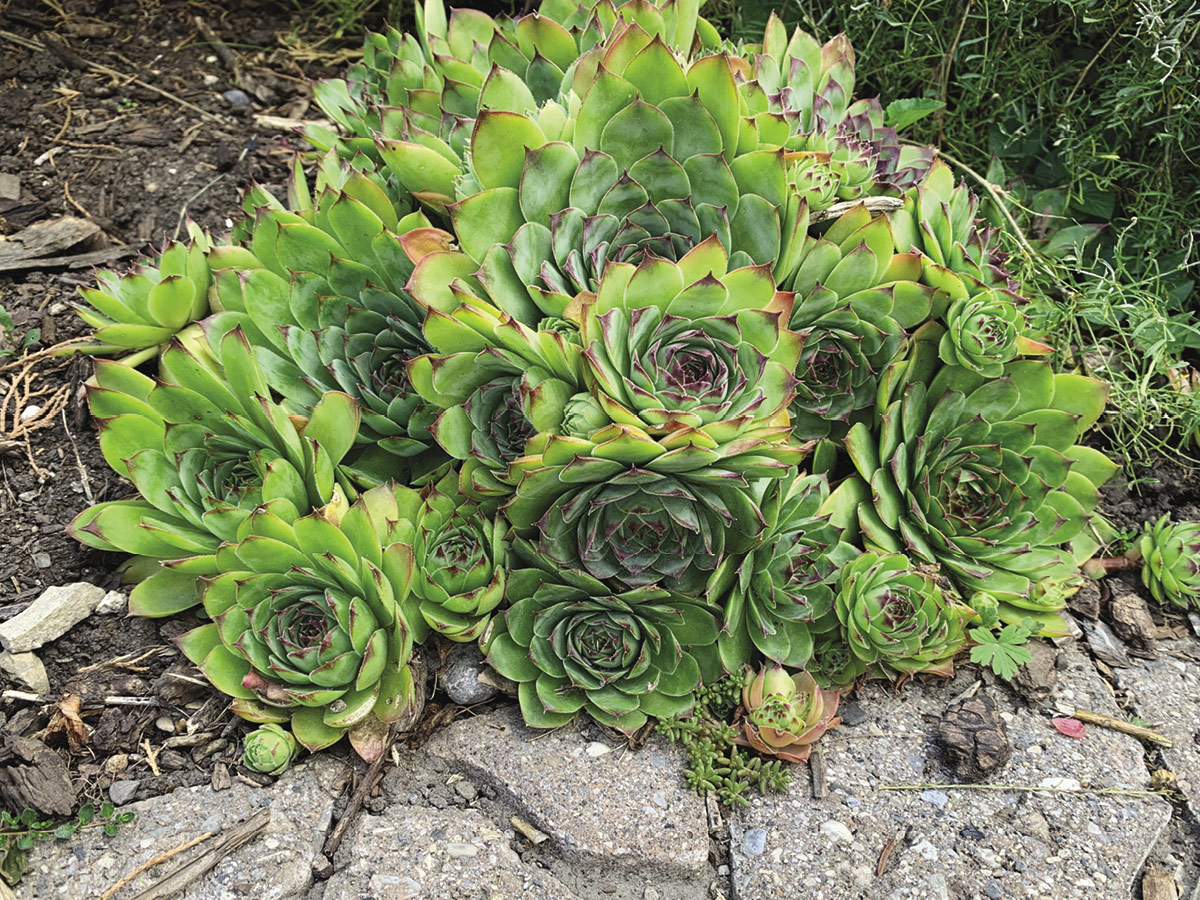 Hen and Chicks (Sempervivum).