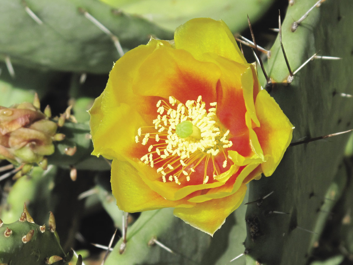 Opuntia (Prickly pear cactus) bloom.