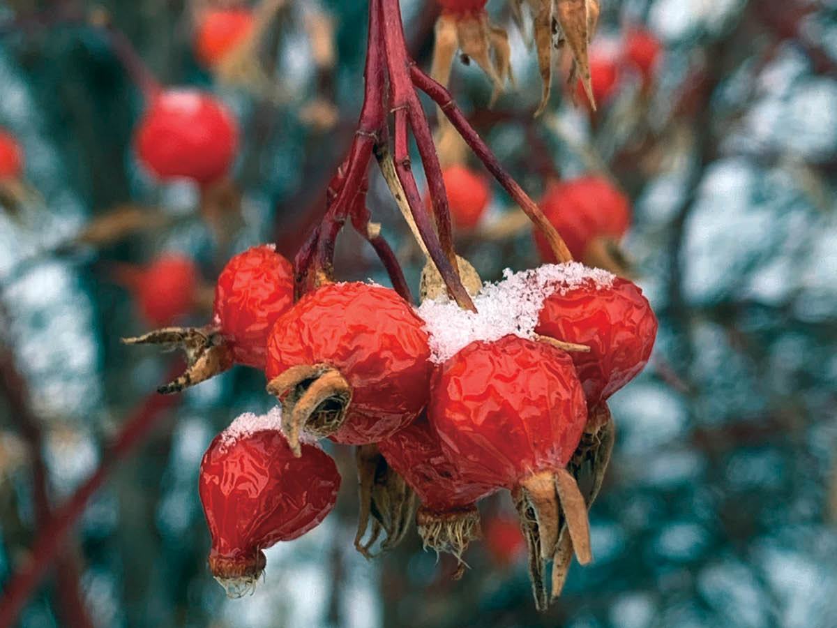 Rose hip berries add colour to your arrangements