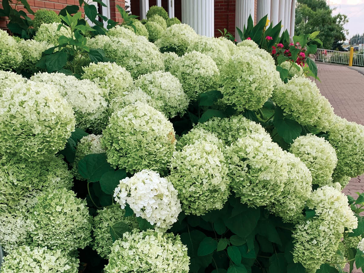 Annabelle Hydrangea make for beautiful additions to seasonal wreaths