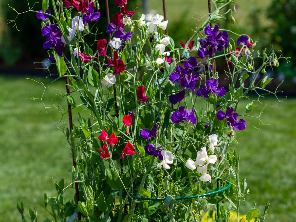 Container Sweet Peas are an excellent choice for vertical gardens.