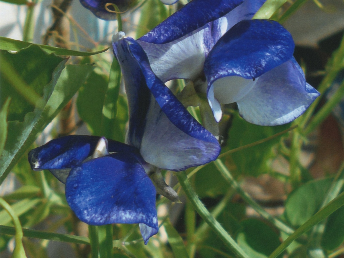 Colourful Solway Blue Vein blooms.