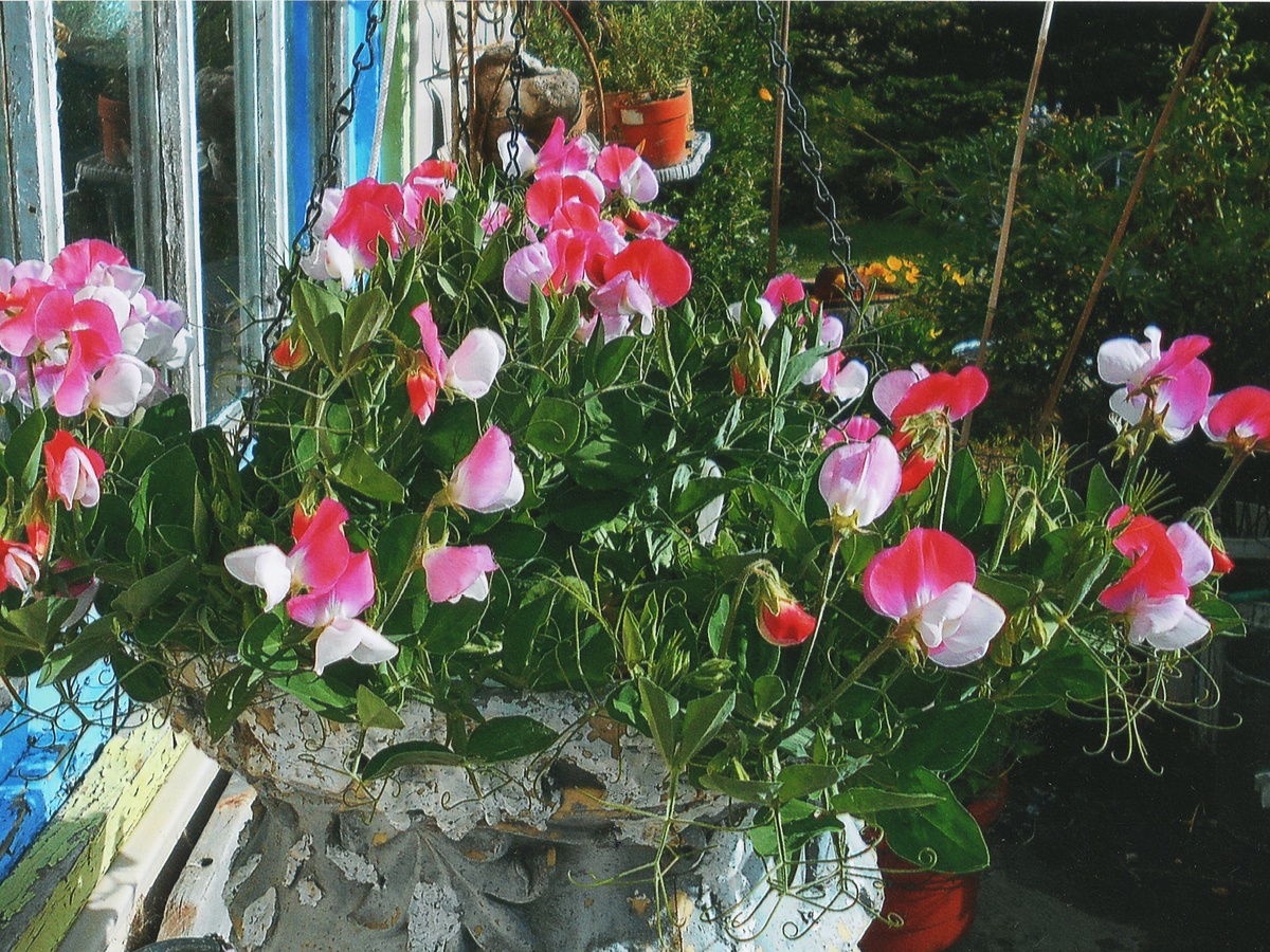 A cupid hanging basket can brighten up your garden.