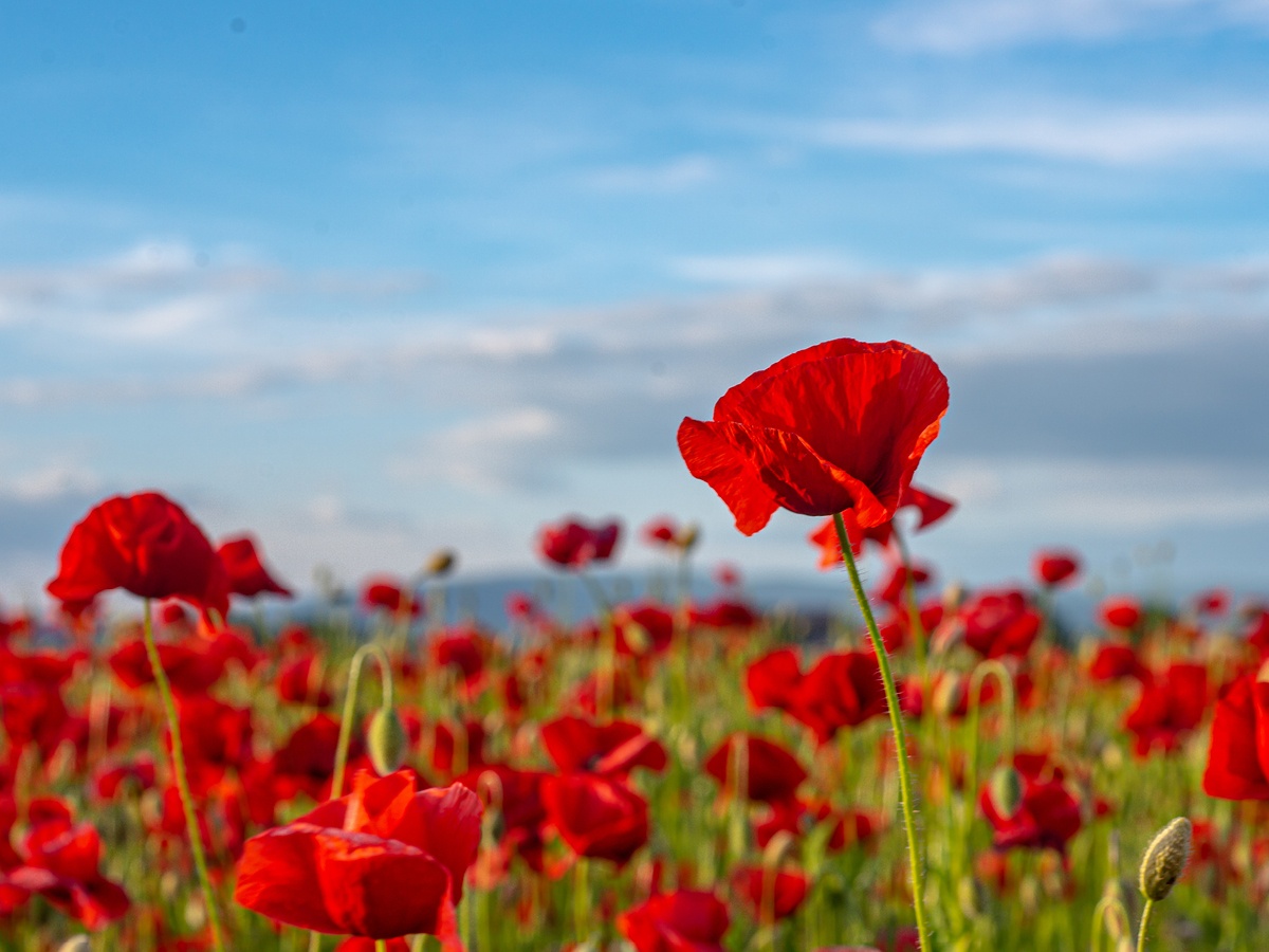 Day of Remembrance - Genesis Centre