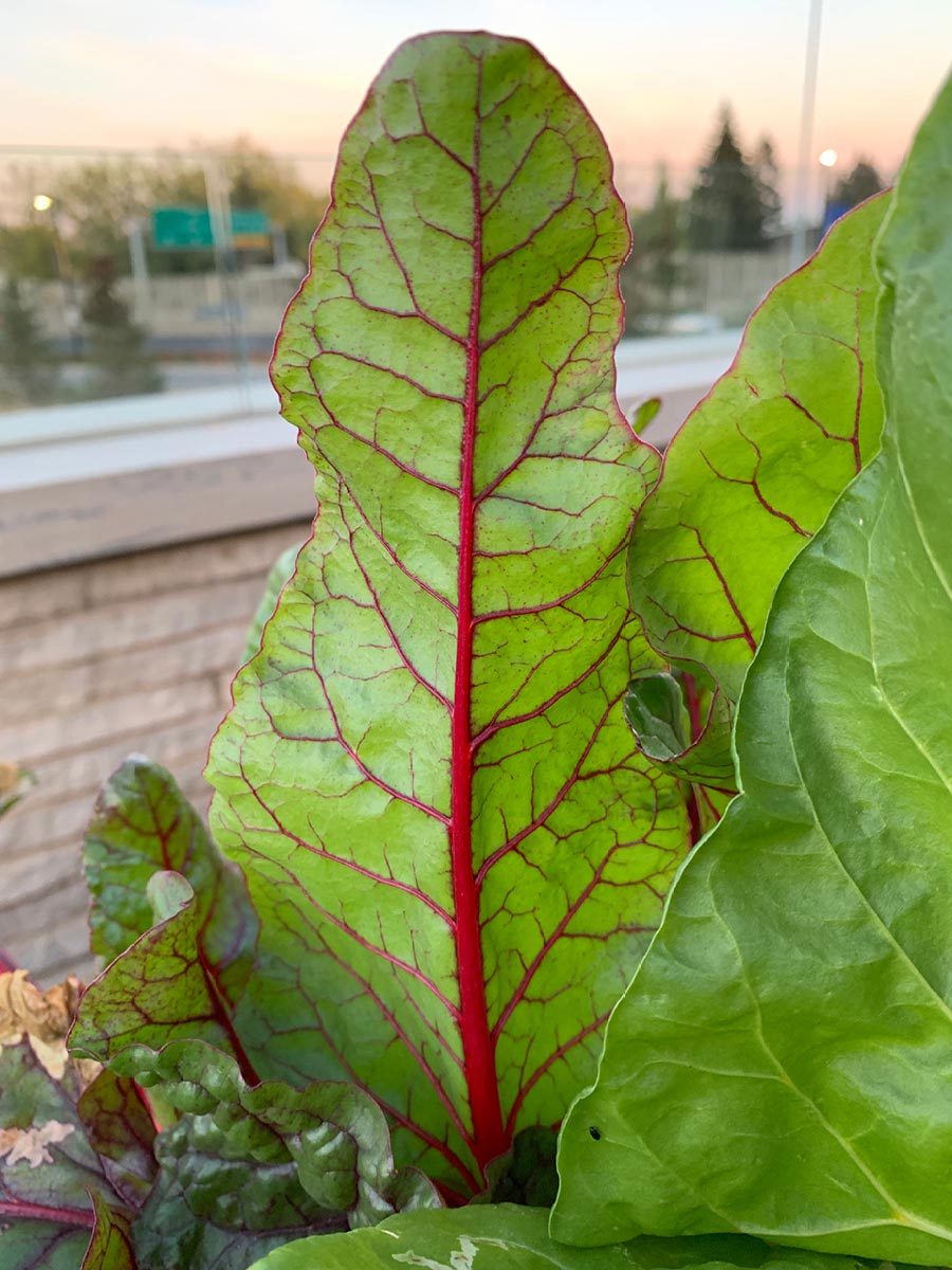 Colourful Rhubarb leaves