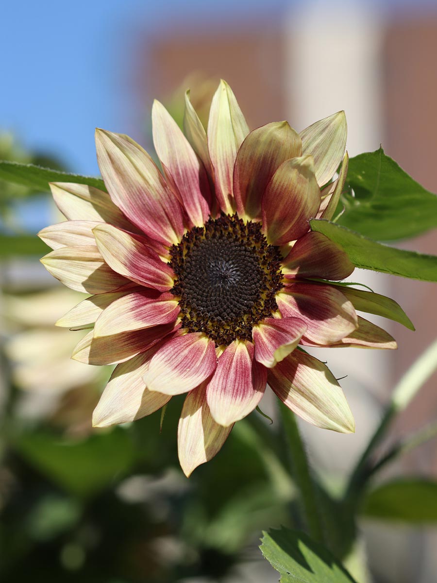 Sunflower blooms can provide edible seeds to share