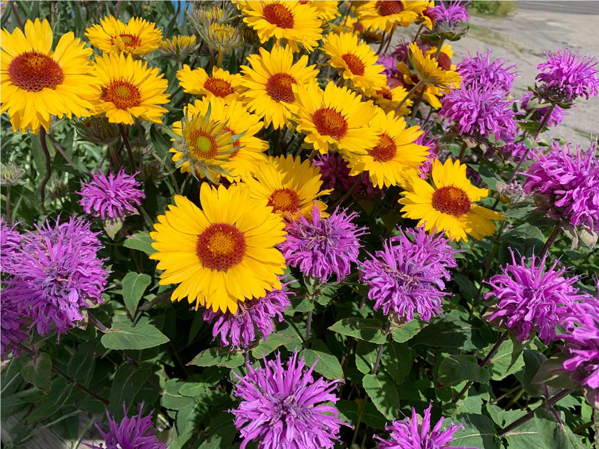 Blanket flower and beebalm