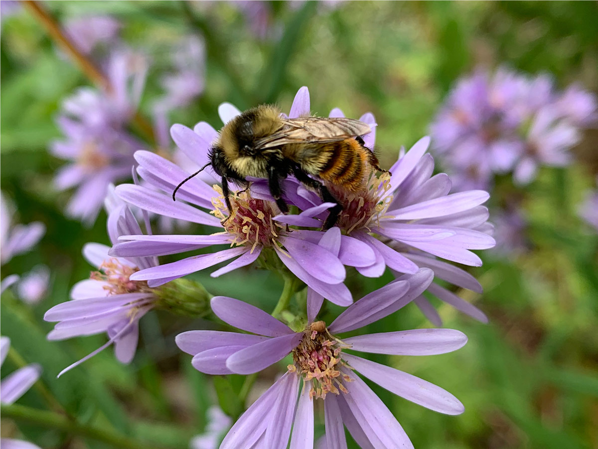 Bumble bee on aster.